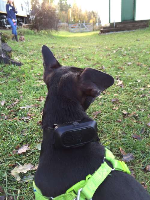 remote-pet-trainers.jpg