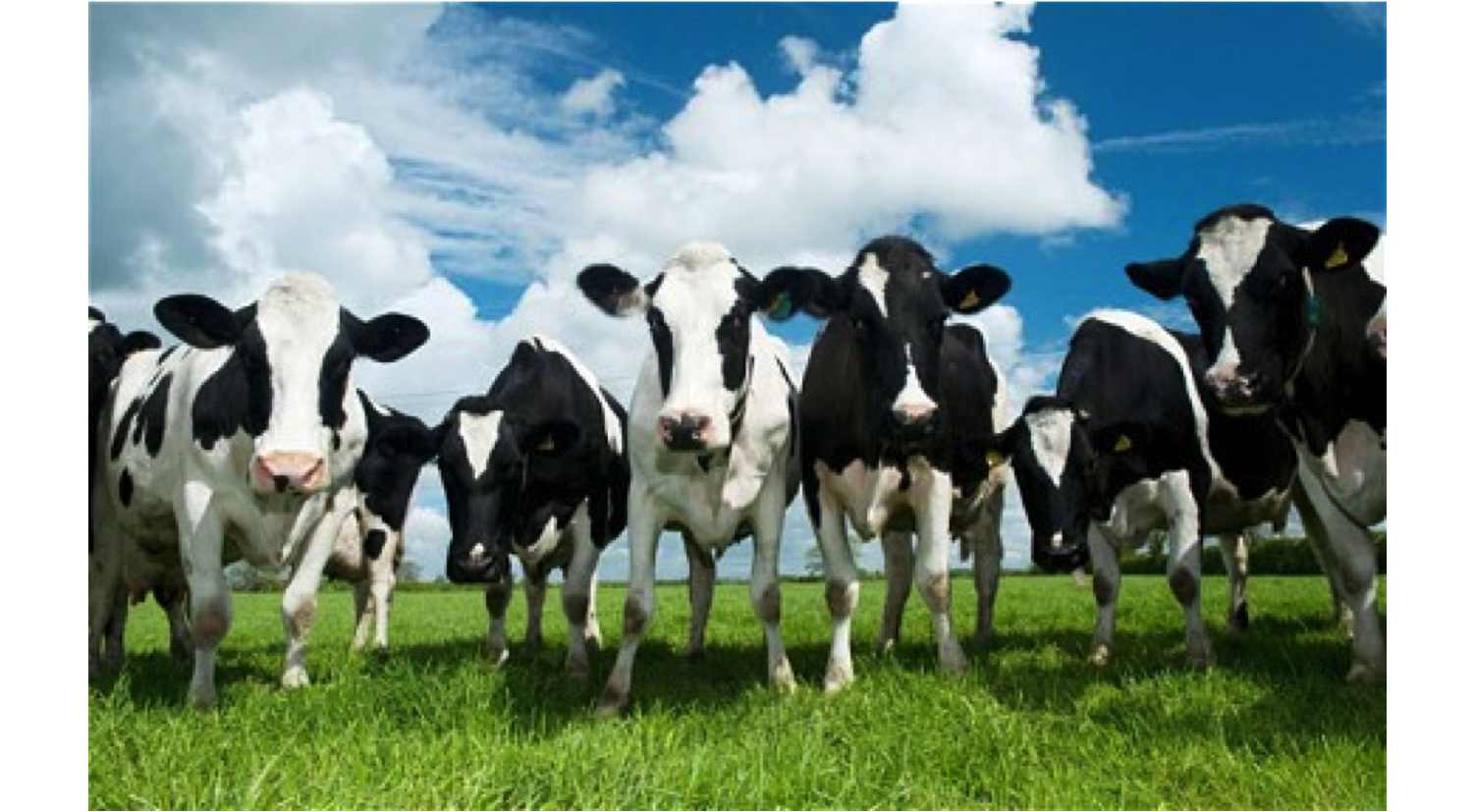 Dutch Farmer's Cows.jpg