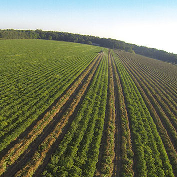 Peanut-Farming-with-Drone.jpg