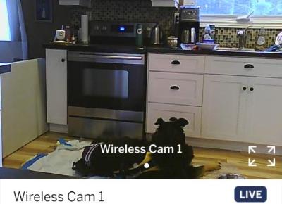 cam and dog.jpg