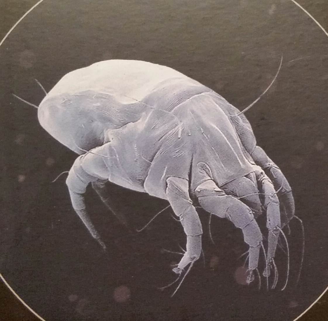 dust mites.jpg