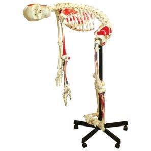 anatomical skeleton