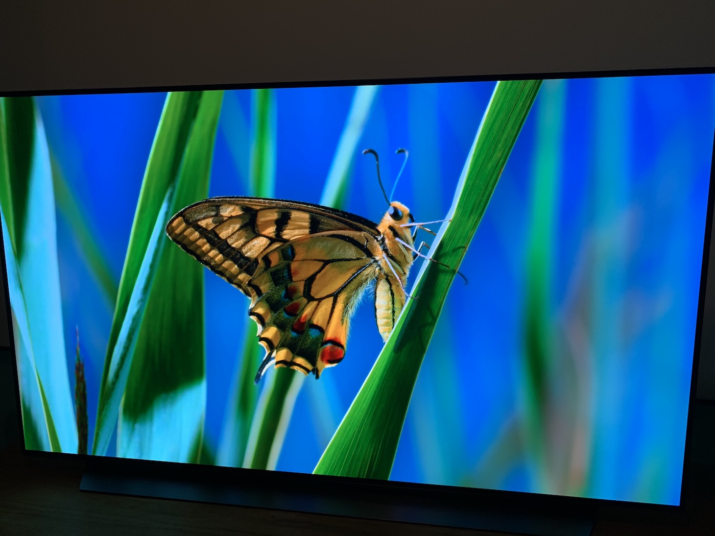 LG C9 OLED 4K TV - screen is showing a butterfly