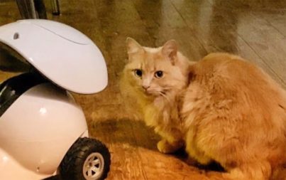 Дозатор лакомств для домашних животных Dogness iPet Smart Robot находится на деревянном полу слева от изображения; оранжевый кот смотрит на него с правой стороны изображения.
