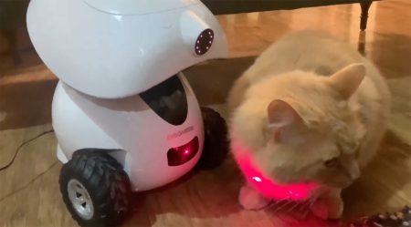 A cat sitting on a table, with the Dogness iPet Smart Robot pet treat dispenser to the cat's left; the iPet shines a red laser light on the cat as the cat looks away to the right side of the image.