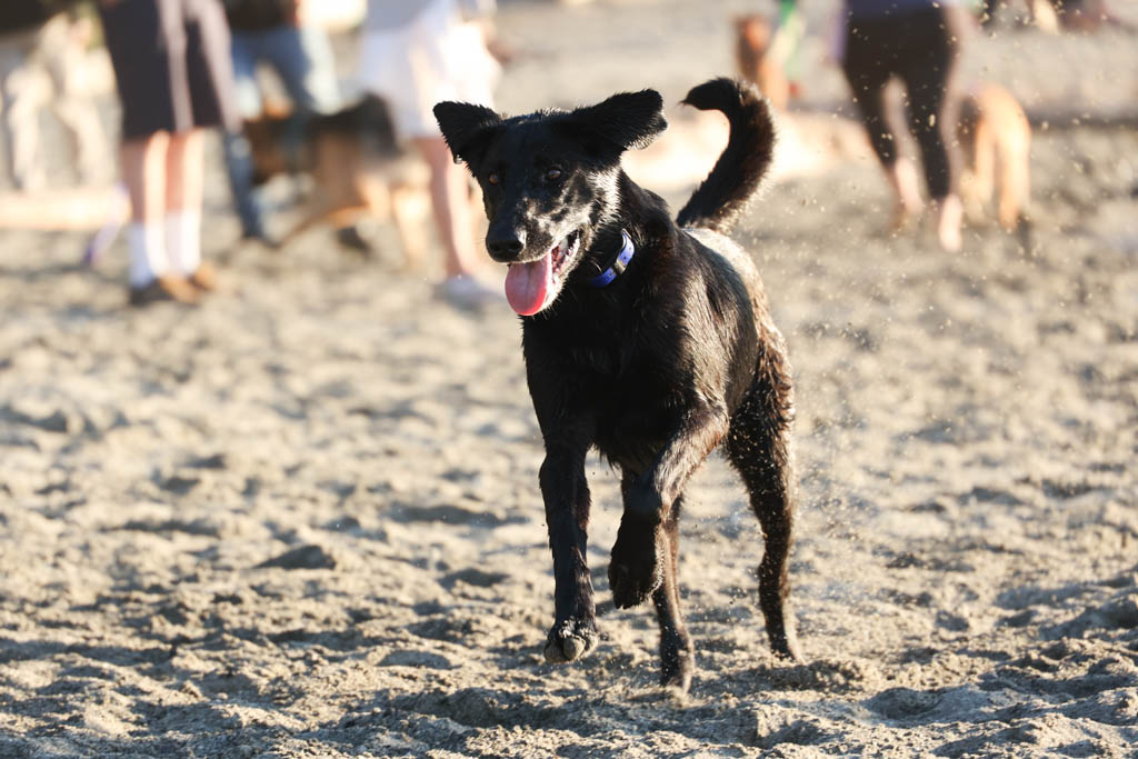 A photo of a dog running on a beach