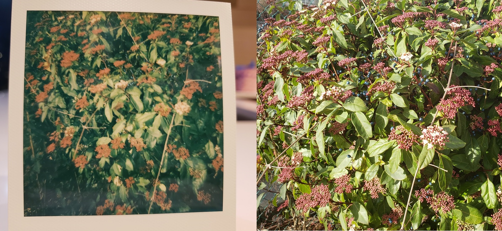 image of a Polaroid photos of colourful bushes next to the same photo taken with a digital camera