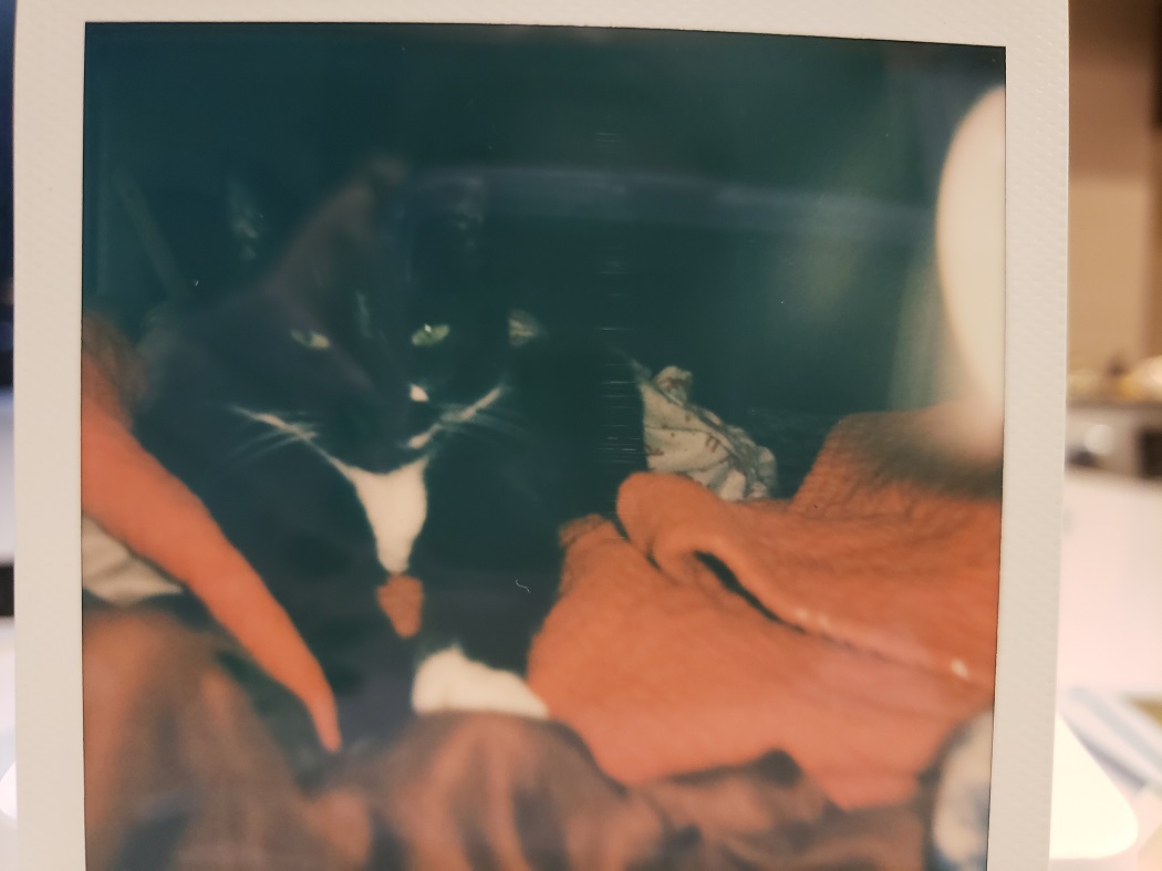 image of a Polaroid photo of a cat