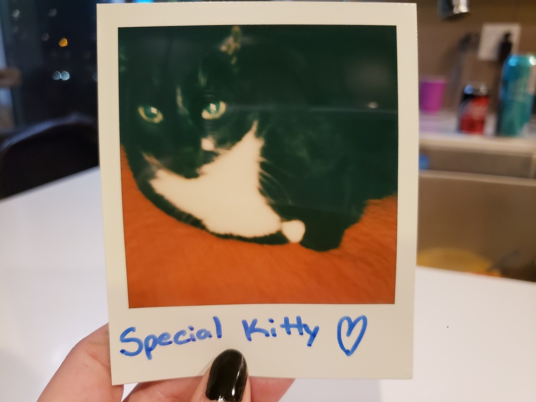 image of a Polaroid photo of a cat with a personal message in the border