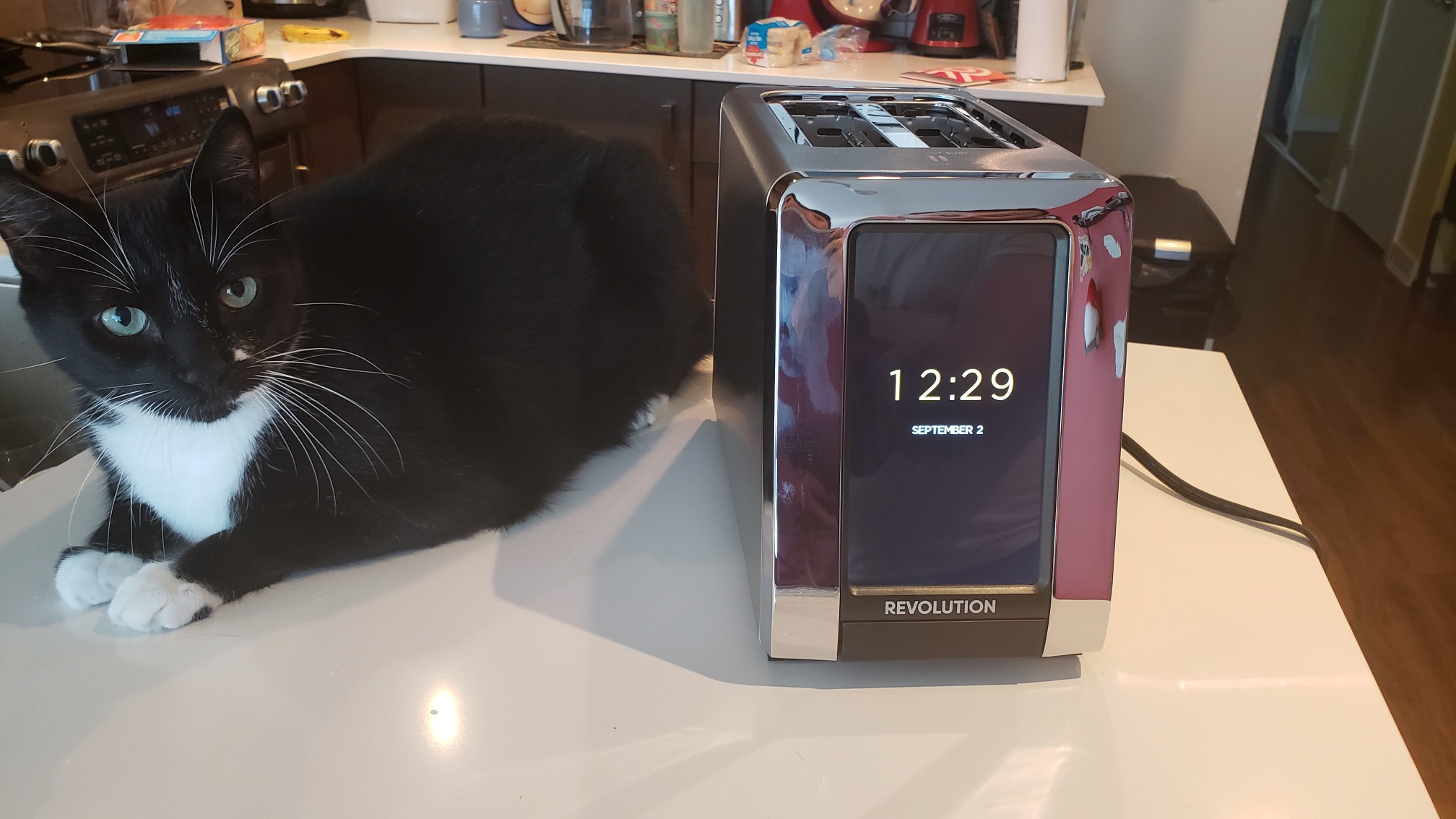a cat next to the Revolution Toaster - he didn't get startled once