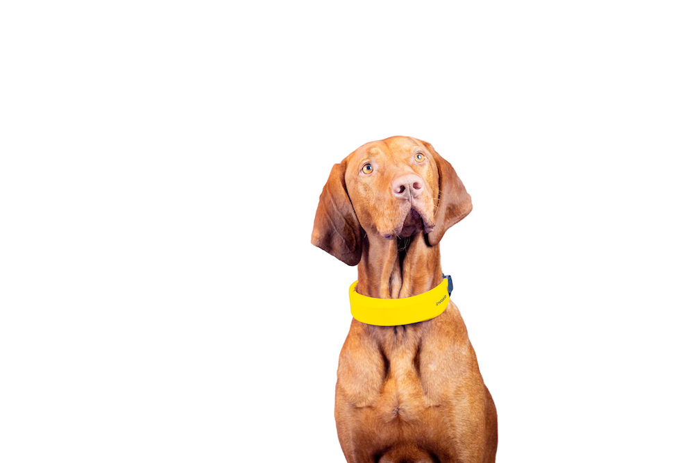 Invoxia smart dog collar