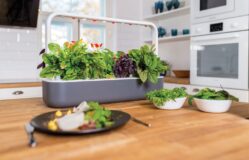 Smart Gardening - Smart home
