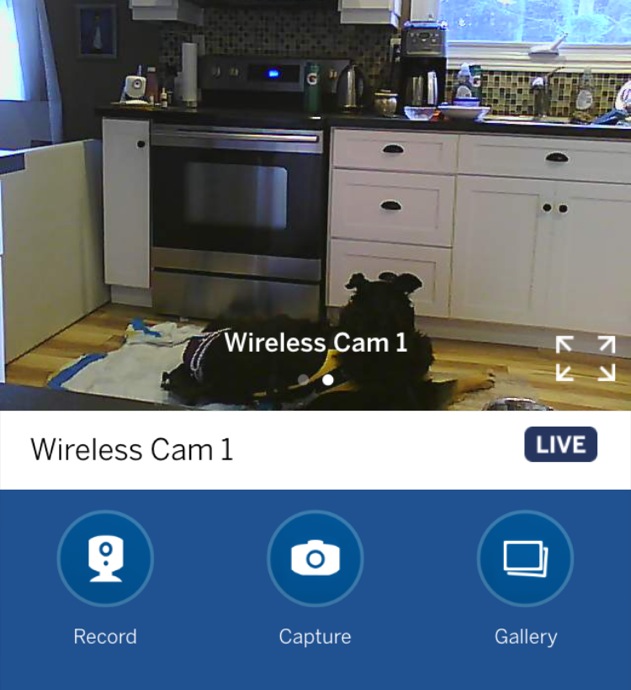 Ip Camera can be used to monitor pets.jpg
