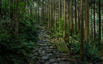 A photo of a forest walk