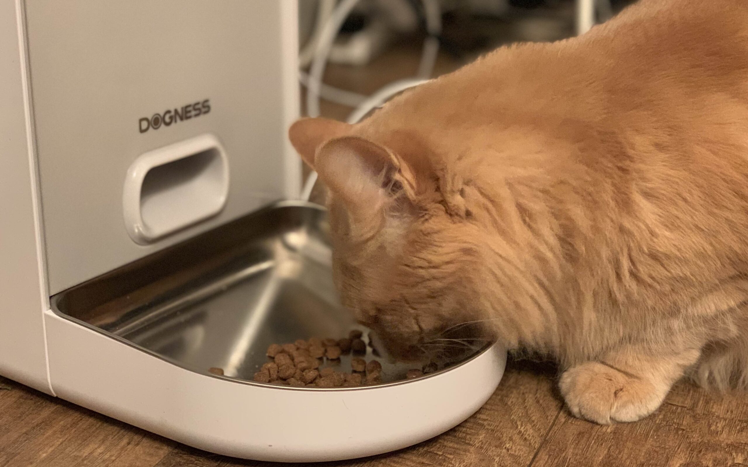 Dogness Smart Cam Pet Feeder Review