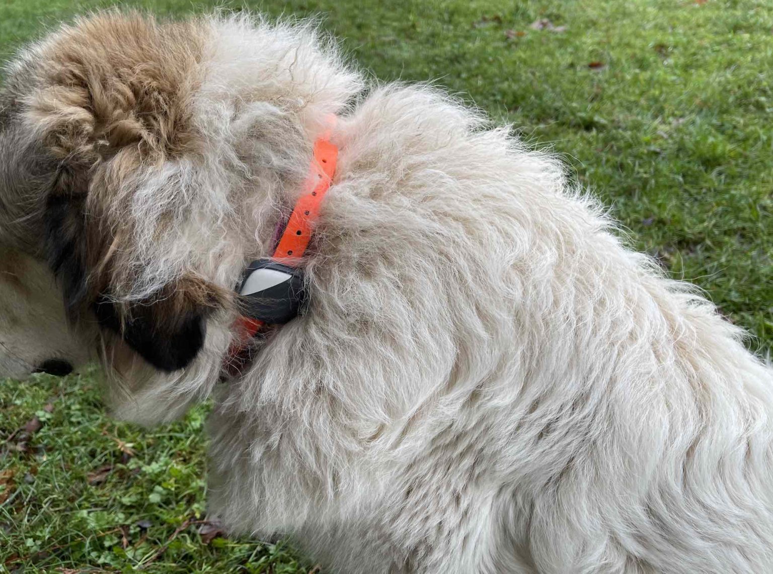 PetFon dog activity real time tracker review Best Buy Blog