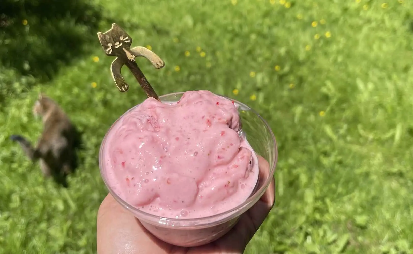 Frozen yogurt made in Breville Smart Scoop ice cream machine