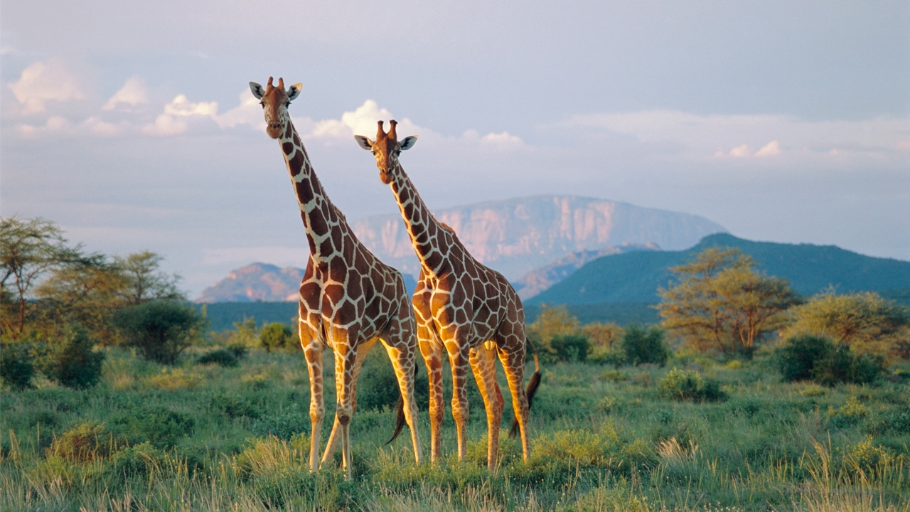 Great wildlife photograph with two giraffes in the forest.