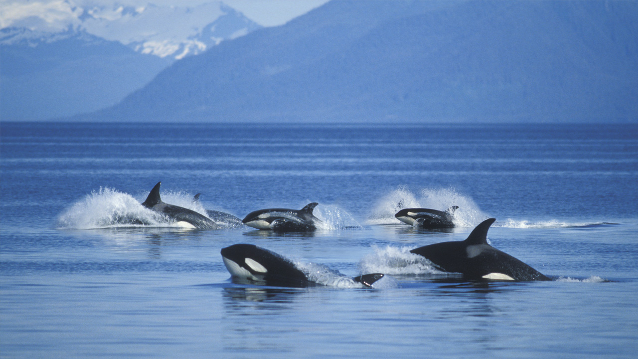 Photo de baleines dans l'océan