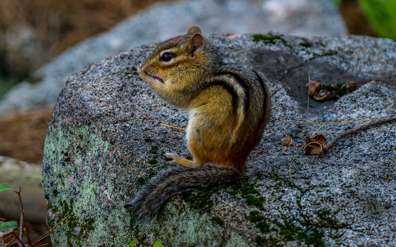 Chipmunk eating taken with telephoto lens.
