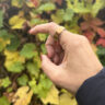 Oura Ring 4 on a hand in front of changing Fall leaves.