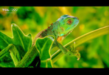 TCL X11L SQD Mini-LED TV with iguana onscreen.