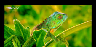 TCL X11L SQD Mini-LED TV with iguana onscreen.