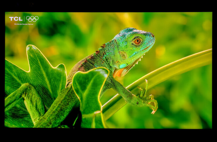 TCL X11L SQD Mini-LED TV with iguana onscreen.