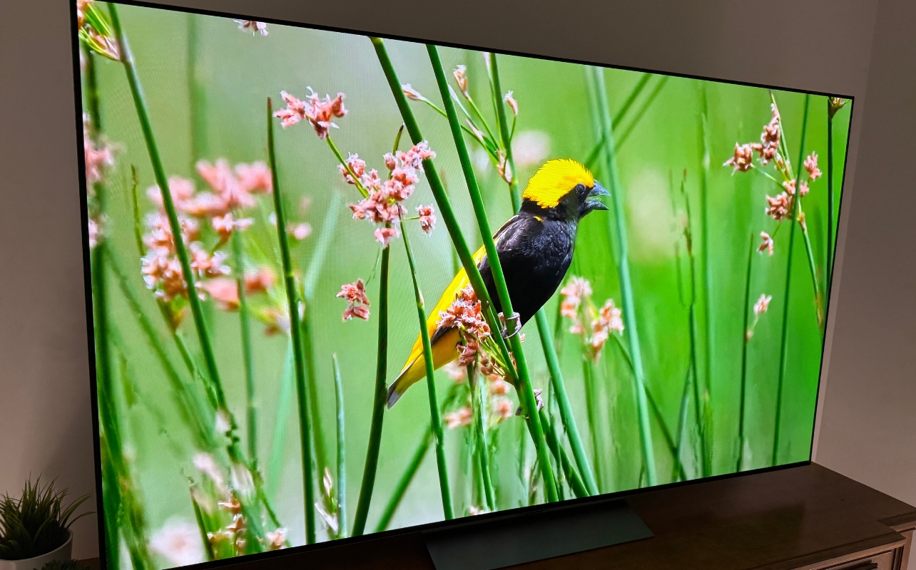 LG OLED 2026 C6H plenty of colours with a nature scene on screen.